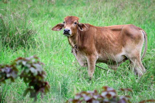 Foto profissional grátis de animal, campo de grama, criação de gado