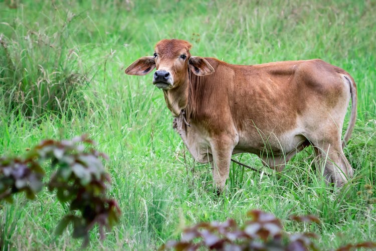 A Cow On A Grass Field