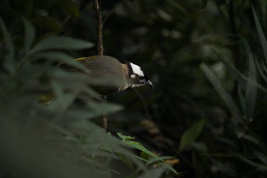 A light-vented bulbul perched amidst dark green foliage, showcasing nature's beauty.