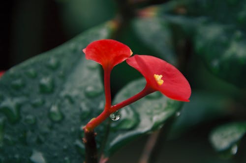 Безкоштовне стокове фото на тему «fleur, goutte d'eau, rouge»