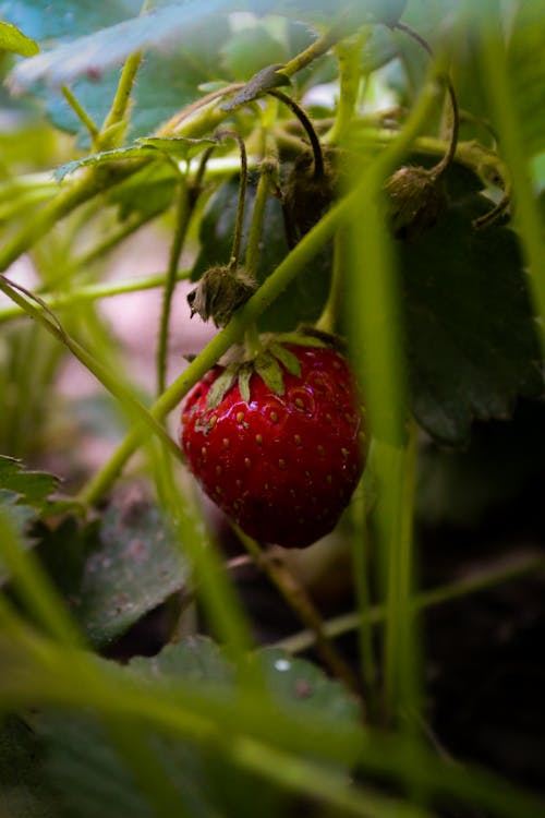 Close Up Photo of Red Strawberry
