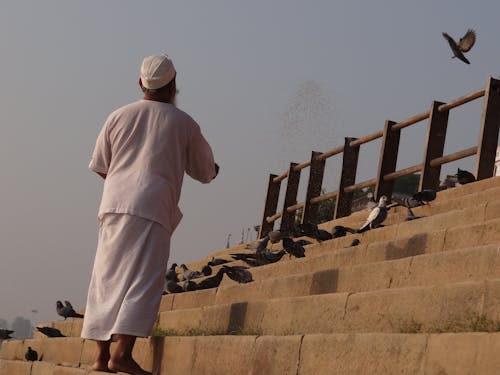 Kostnadsfri bild av duva, matning, varanasi