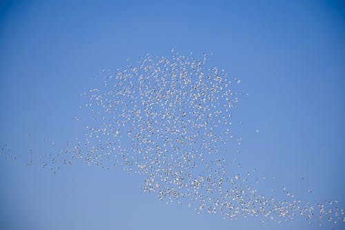 Kostnadsfri bild av fåglar, flock, flyg