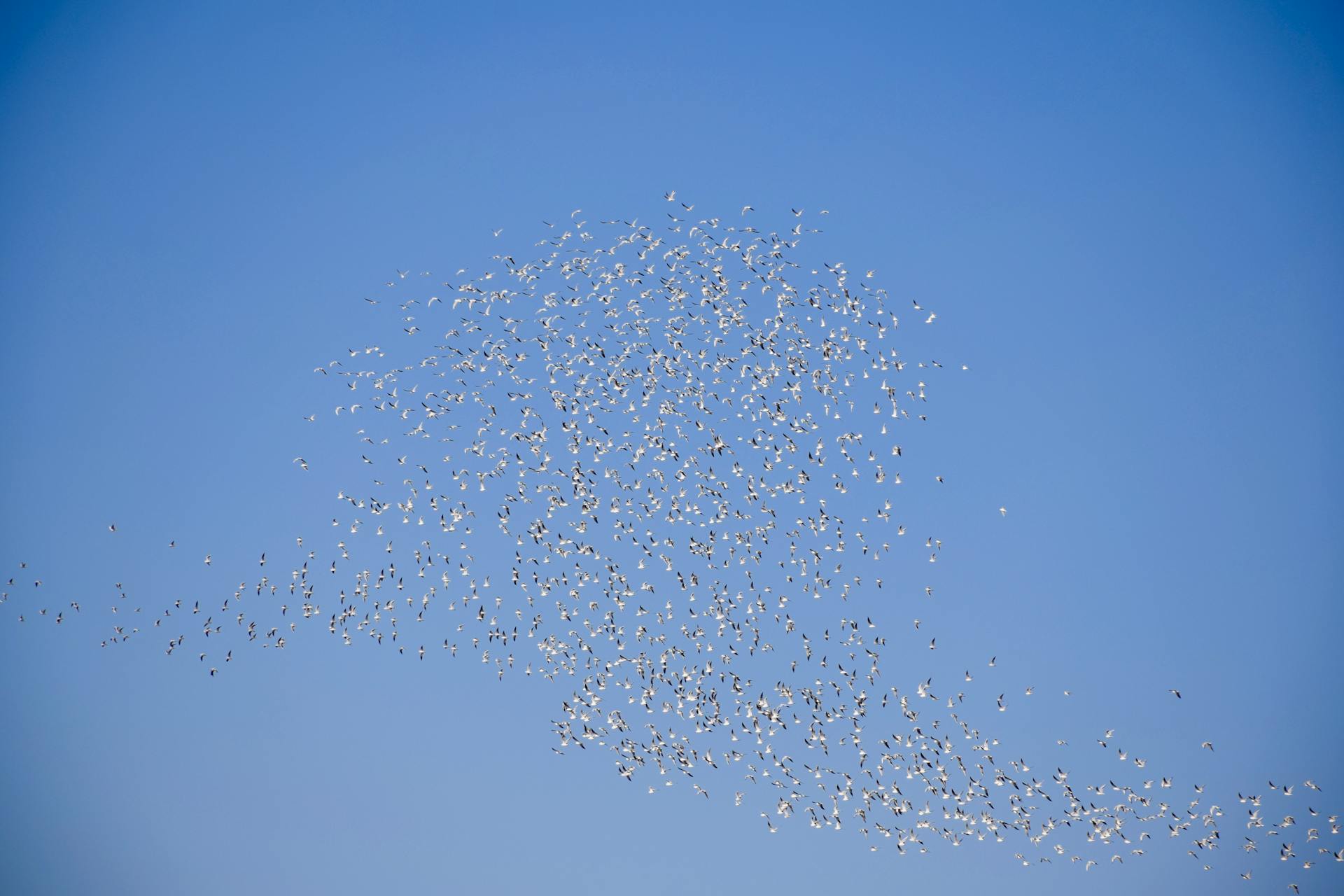 A large flock of birds flying together, showcasing avian migration against a clear sky.