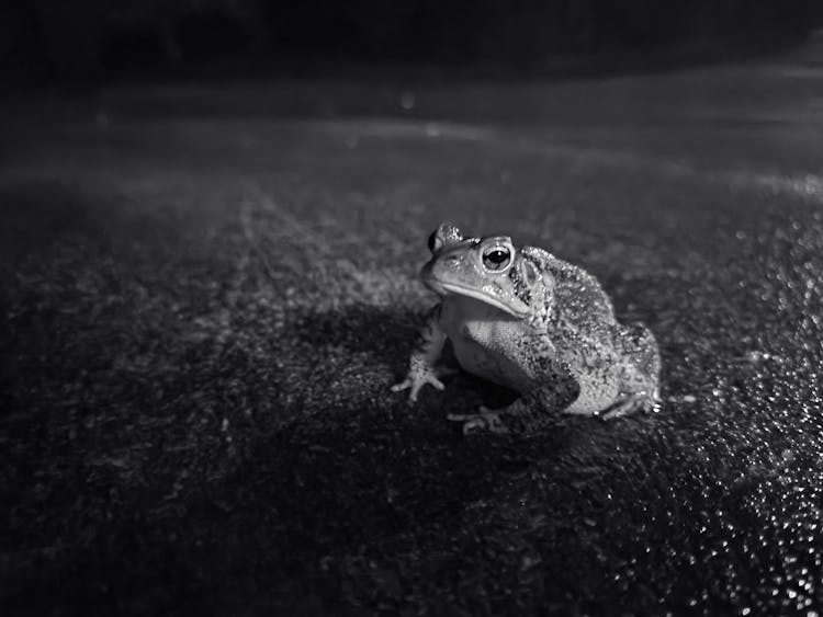 Frog In The Middle Of The Road