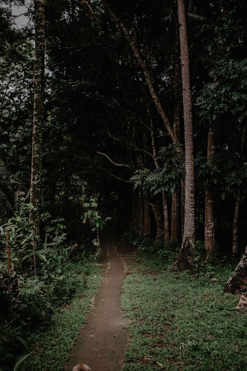 Free Discover tranquility on a lush forest pathway with towering trees and rich greenery. Stock Photo