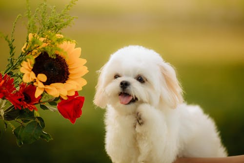 Gratis Fotos de stock gratuitas de adorable, animal domestico, canino Foto de stock