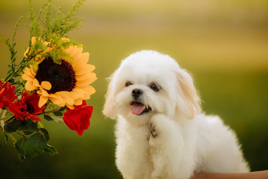 Adorable Maltese dog sitting with colorful sunflower and roses, capturing a playful outdoor scene.