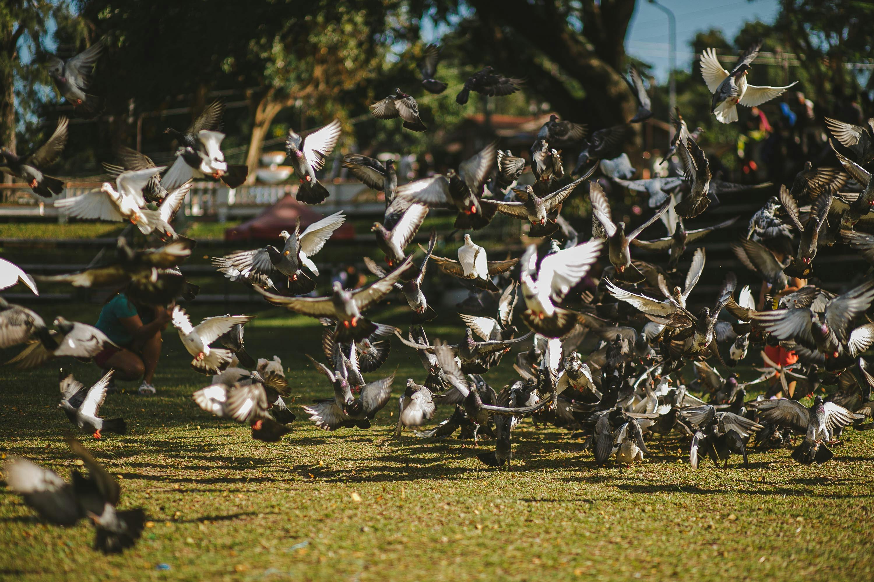 Free Flock of White and Black Birds Flying over Green Grass Field Stock Photo