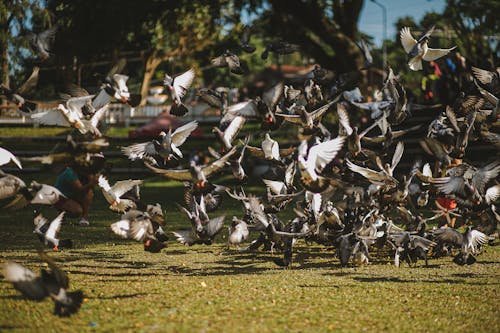A Flock of Pigeons Flying