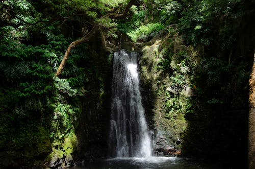 Waterfall in a Forest of Sao Miguel Island