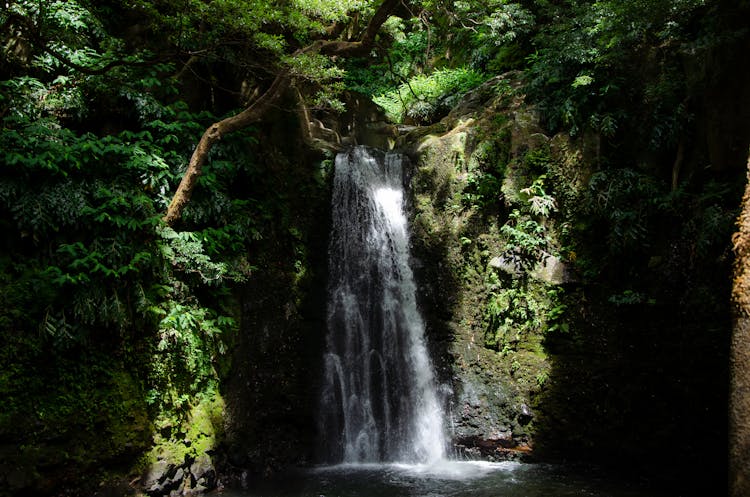 Waterfall In A Forest Of Sao Miguel Island