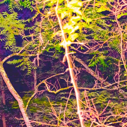 Бесплатное стоковое фото с вспышка, деревья, листва