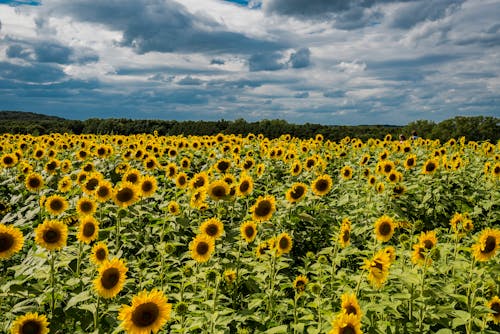 Free Sunflower Field Stock Photo