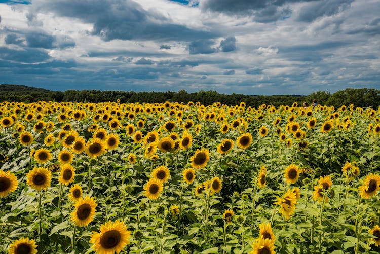 Sunflower Field