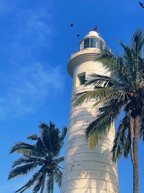 Darmowe zdjęcie z galerii z błękitne niebo, latarnia morska, palmy