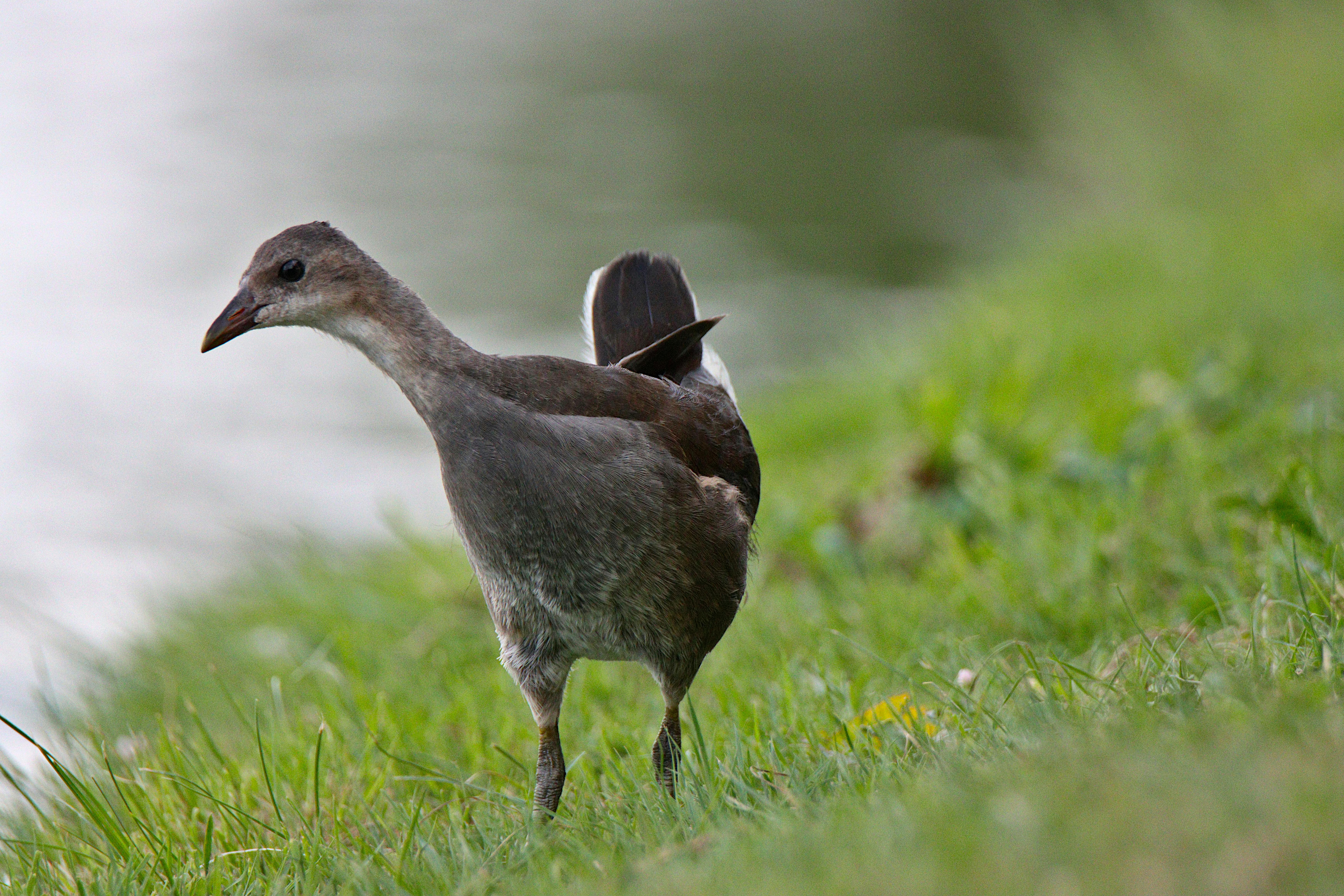 female moorhen