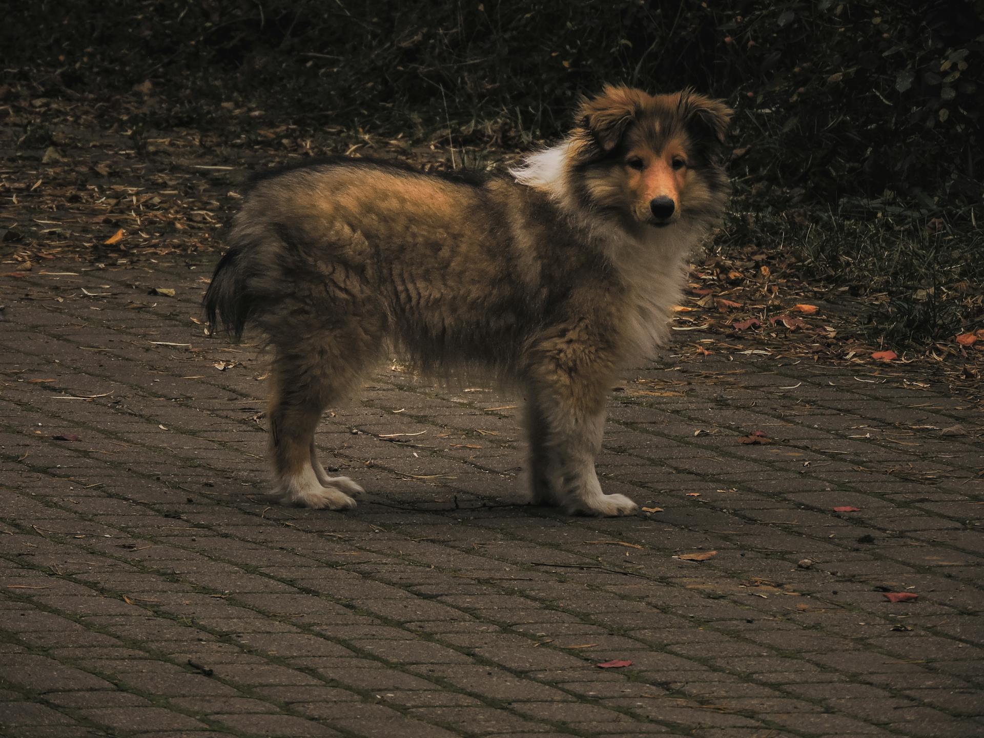 Photo of a Collie Dog