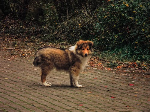 Základová fotografie zdarma na téma fotografování zvířat, kožešina, pes