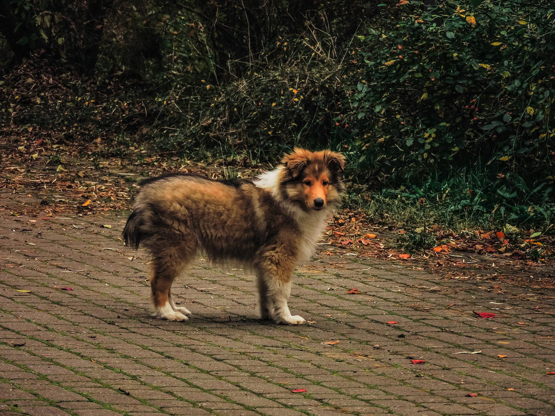 Lilla Shetlandsfårhund stående