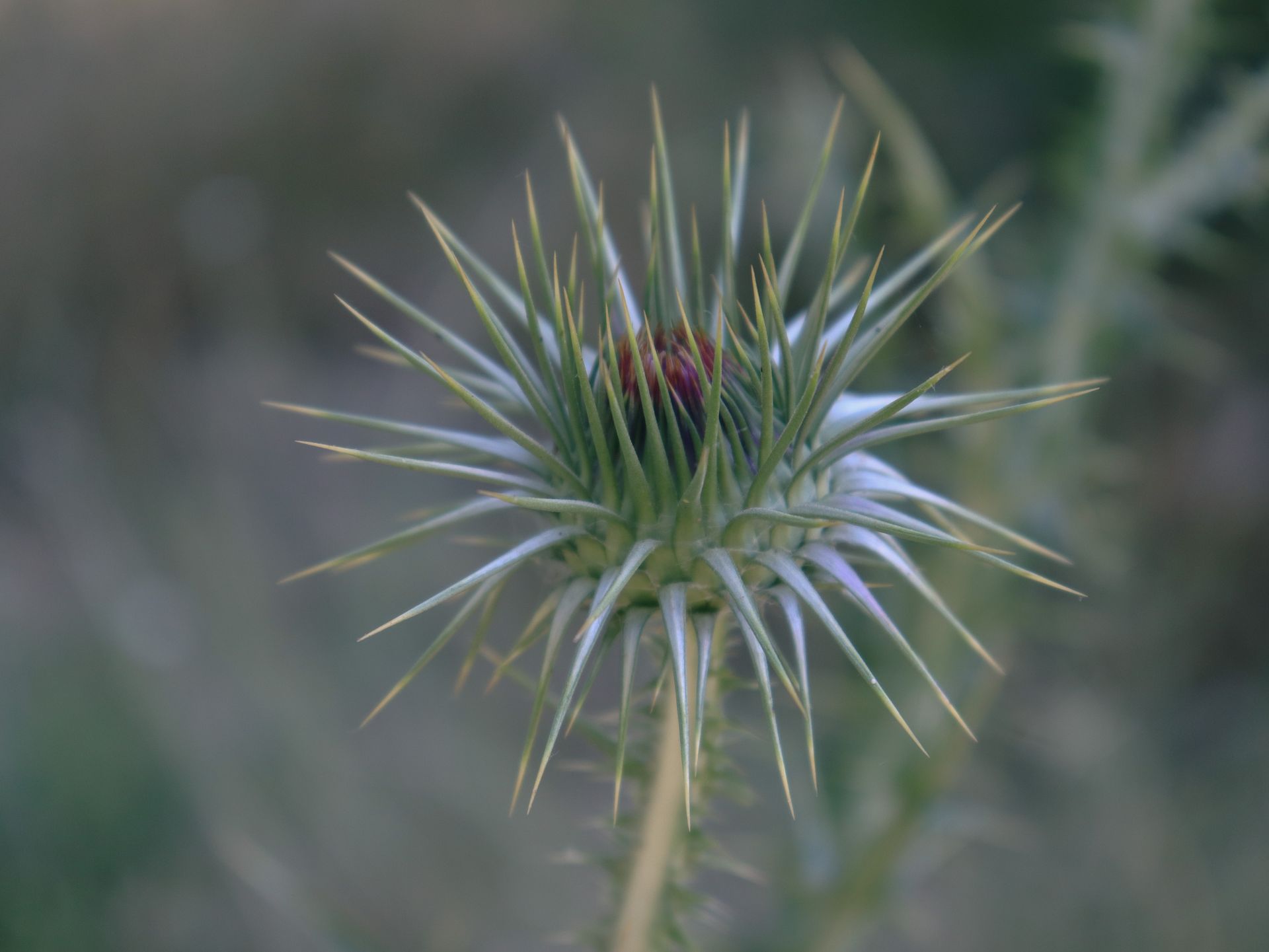 Detailed close-up of a sharp thistle plant in natural outdoor setting.