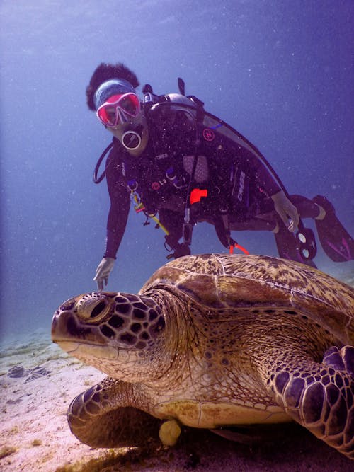 Scubadiver Cerca De La Tortuga Marrón