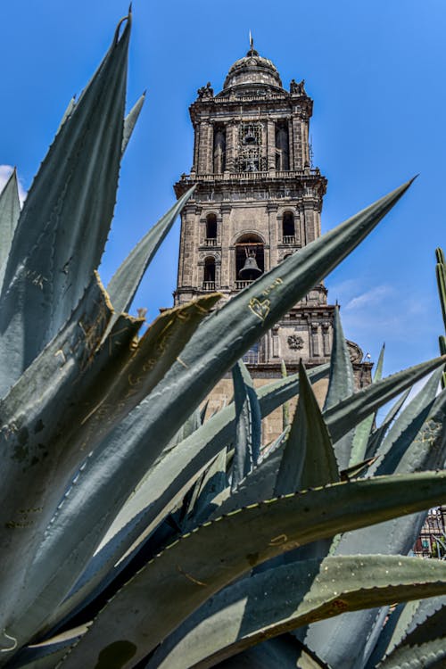 アガベ, ベルタワー, メキシコの無料の写真素材