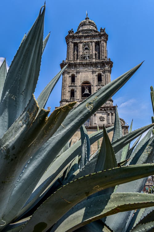 Gratis stockfoto met agave, architectuur, bladeren