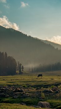 Image by Umair Pir