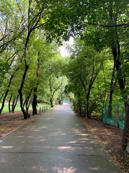 Free A peaceful, paved pathway surrounded by green trees and foliage in a tranquil park setting. Stock Photo