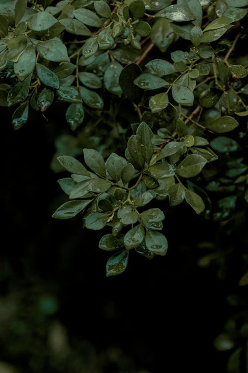 Photograph of Wet Green Leaves