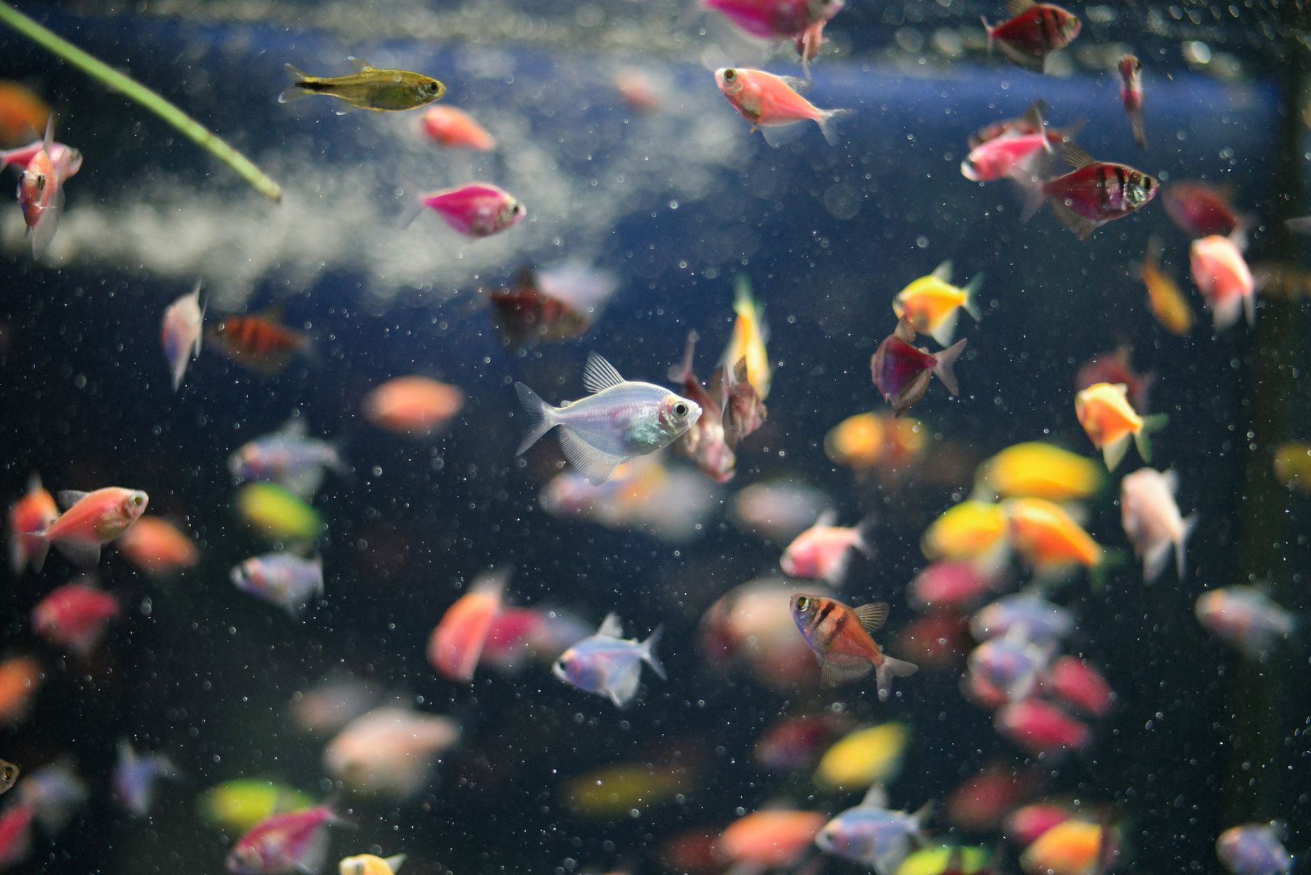 10 Best Community Fish That Get Along With Everything