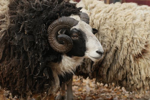 Close Up Photo of a Sheep