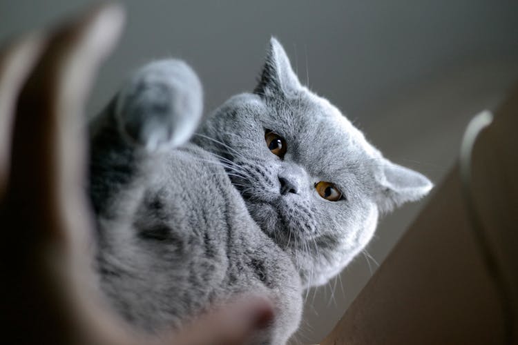 Close-Up Shot Of A Cat 