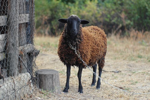 Darmowe zdjęcie z galerii z fotografia zwierzęcia, łańcuch, owca
