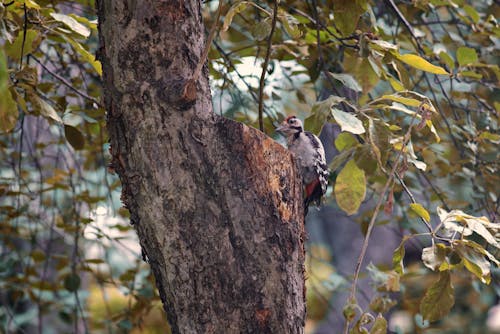 A Woodpecker on a Tree Trunk 