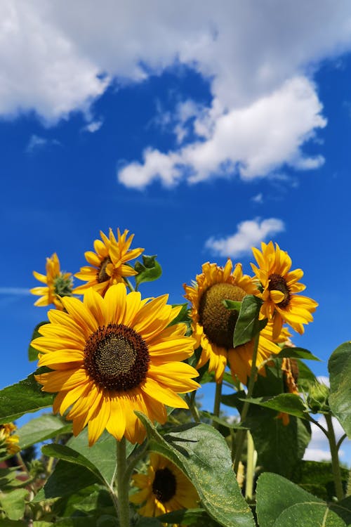Бесплатное стоковое фото с голубое небо, желтые цветы, крупный план
