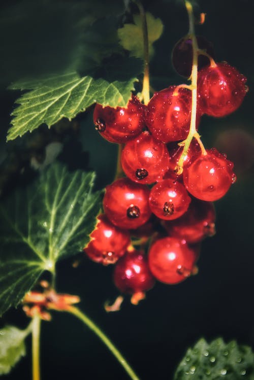 Free Close up of Berries Stock Photo