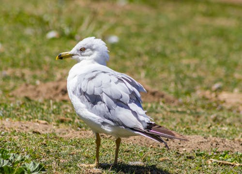 Ücretsiz çim, deniz kuşu, gaga içeren Ücretsiz stok fotoğraf Stok Fotoğraflar