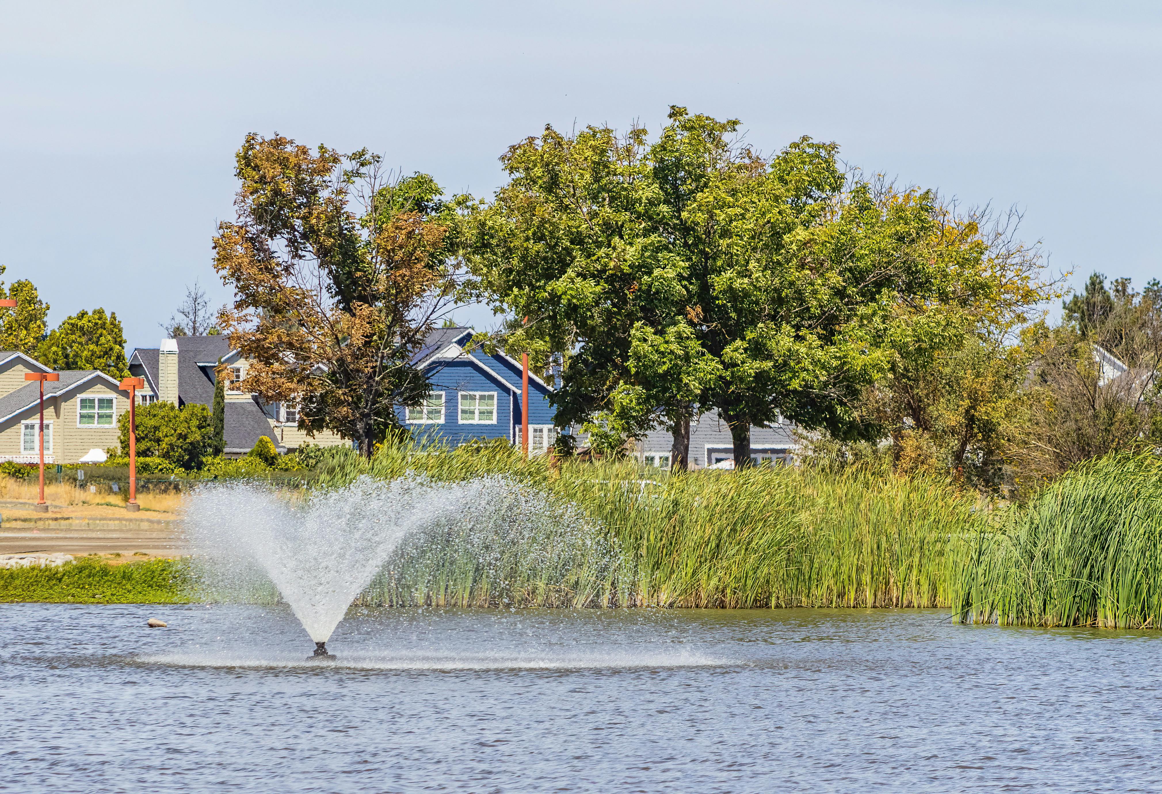Green Trees Beside the Water Fountain · Free Stock Photo