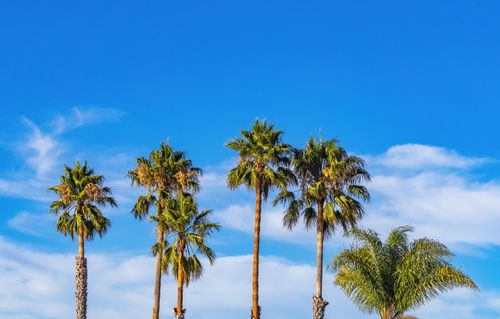 Free Palm trees reaching high under a vibrant blue sky with scattered clouds. Stock Photo