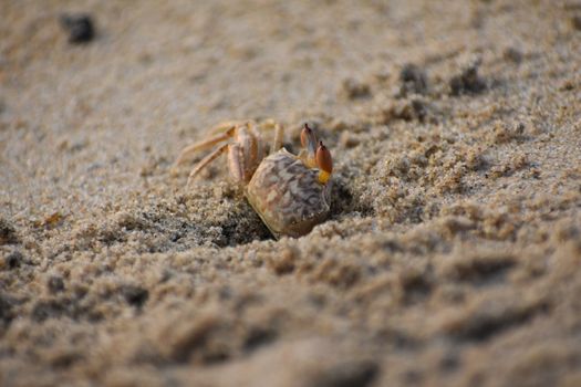 Detailed close-up of a sand crab in its natural habitat on the sandy beach of Chennai, India.