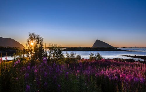 Flowers near Lakes at Sunset