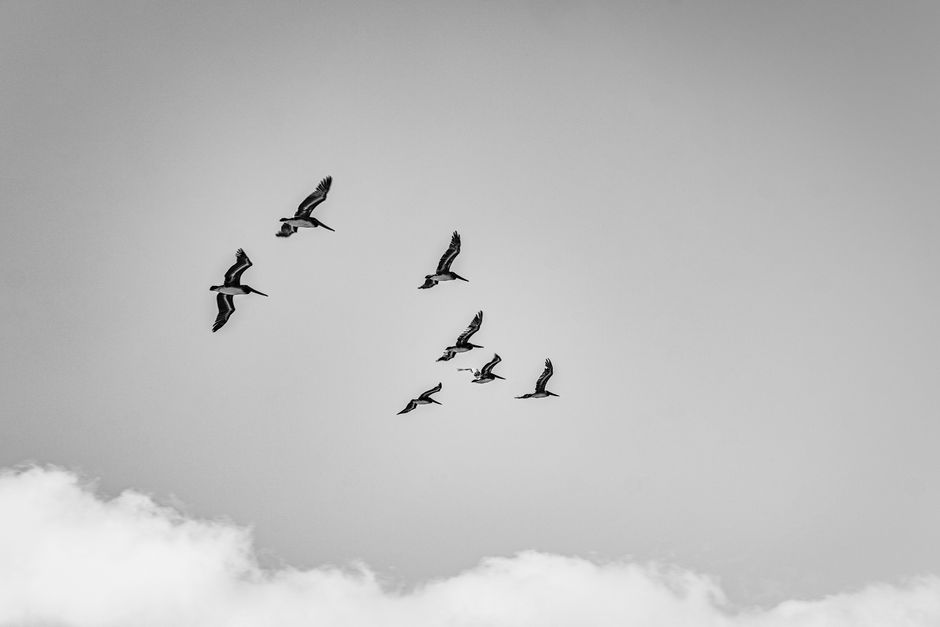 A group of birds gracefully flying in the sky captured in black and white.