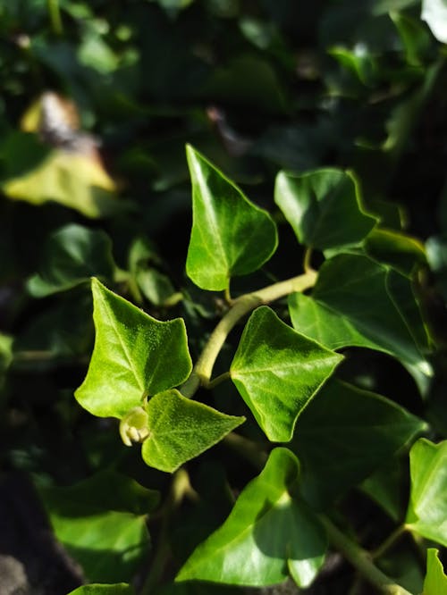 Green Leaves of an Ivy Plant in Close Up Photography