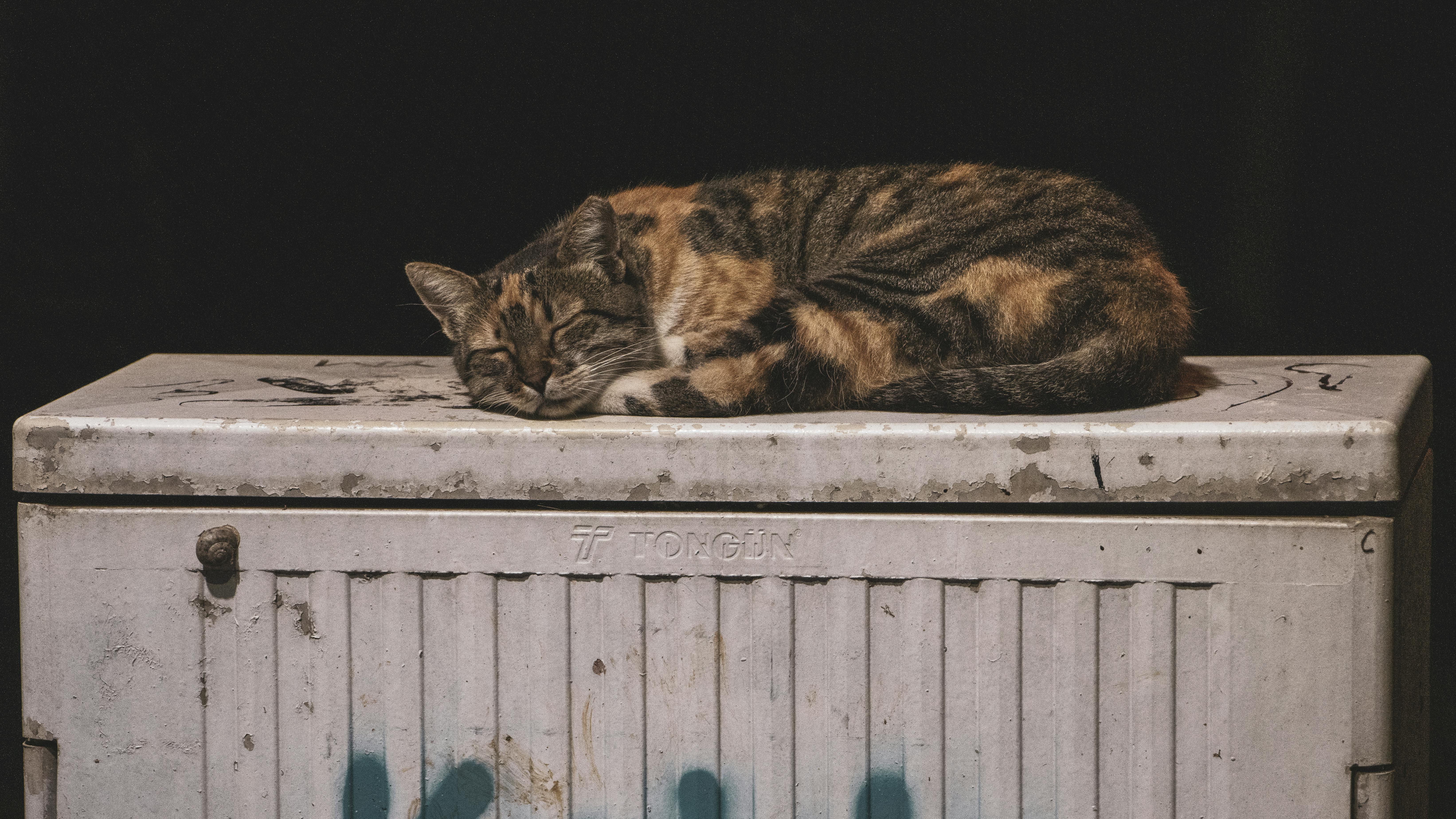 Brown and Black Cat Sleeping on White Container