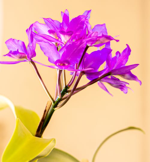 Gratis stockfoto met bloeien, bloem fotografie, bloemen