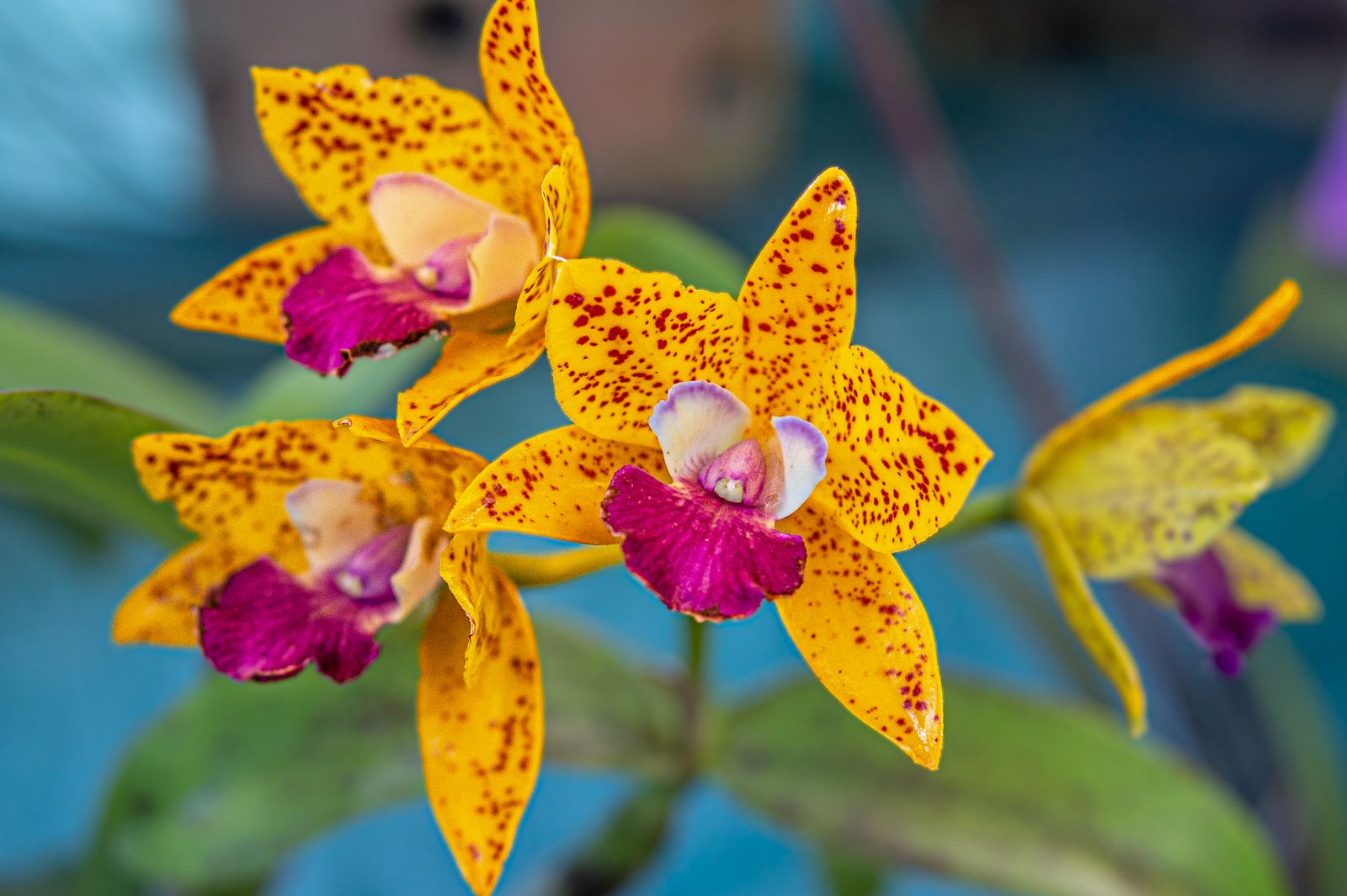 Orchids paint by numbers