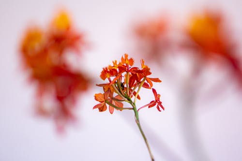Gratis arkivbilde med blomsterfotografering, blomstre, brannstjerne orkide Arkivbilde