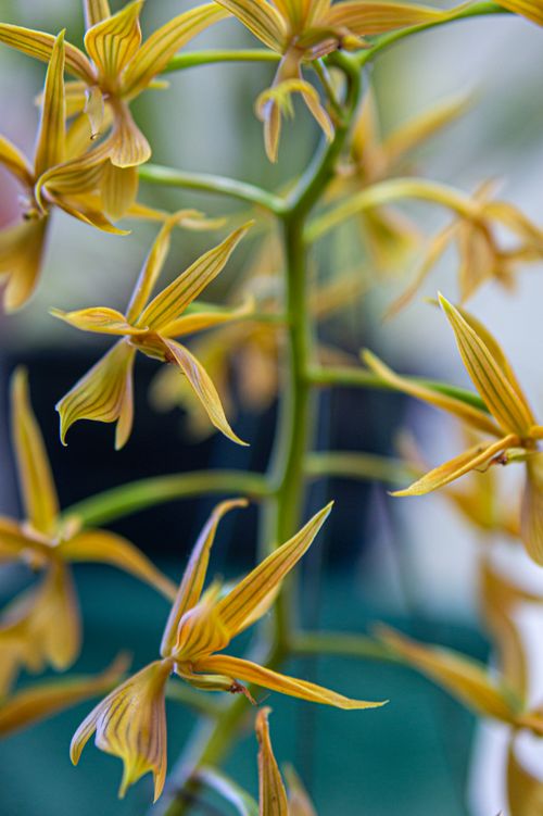 Free Captivating close-up of a vibrant orchid in full bloom, showcasing intricate details and rich colors. Stock Photo